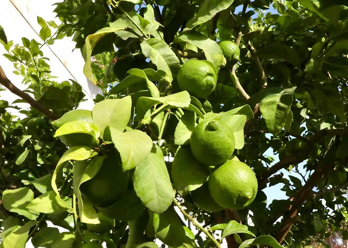 Nueva 21 Menyber Nerja