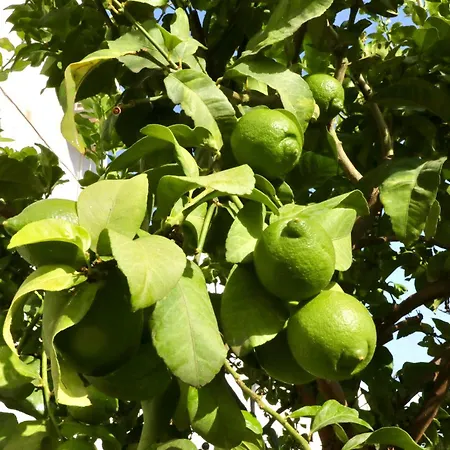 Nueva 21 Menyber Nerja